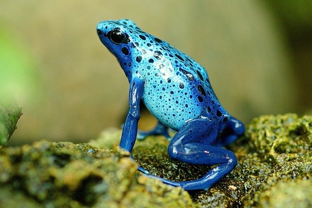 modrá žába